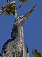 BlueHeron5.jpg