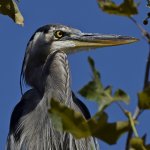 BlueHeron6.jpg