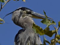 BlueHeron9.jpg