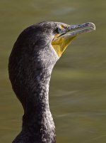 Cormorant2.jpg