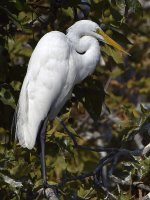 Egret.jpg