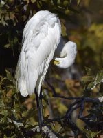 Egret2.jpg