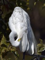 Egret4.jpg