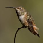 Hummer15.jpg