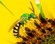 SweatBee-310.jpg