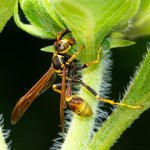 Wasp-311.jpg