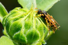 Wasp-312.jpg