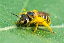 Bee-377.jpg