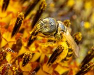 Bee-378.jpg