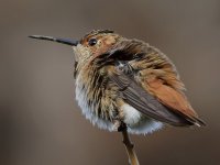 Hummer.jpg