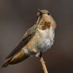Hummer5.jpg