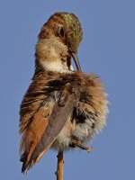 Hummer12.jpg