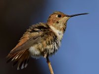 Hummer15.jpg