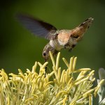 Hummer21.jpg