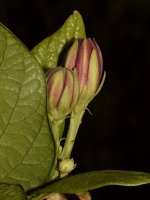 Spicebush.jpg
