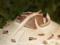 Shroom.jpg