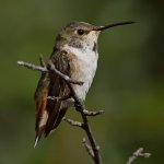 Hummer2.jpg