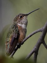 Hummer5.jpg