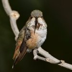 Hummer7.jpg