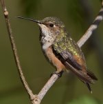 Hummer16.jpg