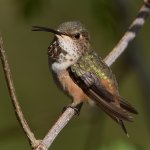 Hummer17.jpg
