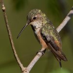 Hummer19.jpg