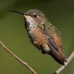 Hummer29.jpg