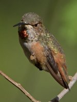 Hummer36.jpg