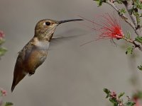 Hummer51.jpg