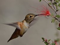 Hummer49.jpg