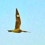 DSC_0937-Edit.jpg