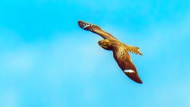 DSC_1140-Edit.jpg