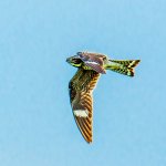 DSC_1165-Edit.jpg