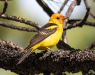 WesternTanager-300.jpg