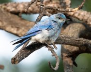 MountainBluebird-360.jpg