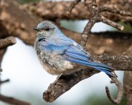 MountainBluebird-361.jpg