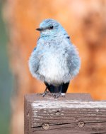 MountainBluebird-364.jpg