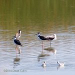 Black necked stilts 500_5327.jpg