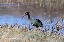 Glossy Ibis 500_5254.jpg
