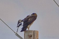 08-05-18-cr__D7K9585.jpg
