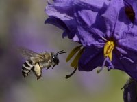 Bee.jpg