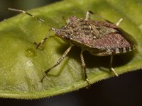 Beetle3.jpg