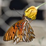 Frit5.jpg