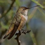 Hummer17.jpg