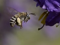Bee2.jpg