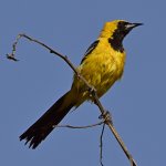 Oriole2.jpg
