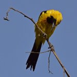 Oriole3.jpg