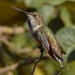 Hummer5.jpg