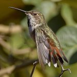 Hummer8.jpg
