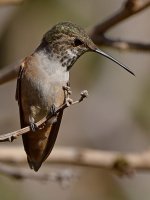 Hummer16.jpg